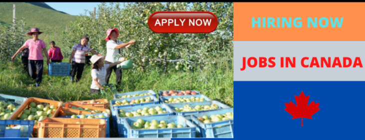 Fruit Farm Labourer Jobs in Canada